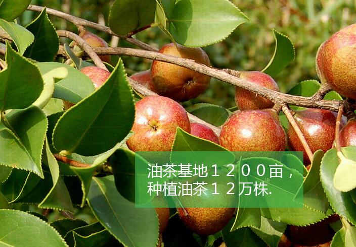 <b>大悟县希望油茶专业合作社</b>