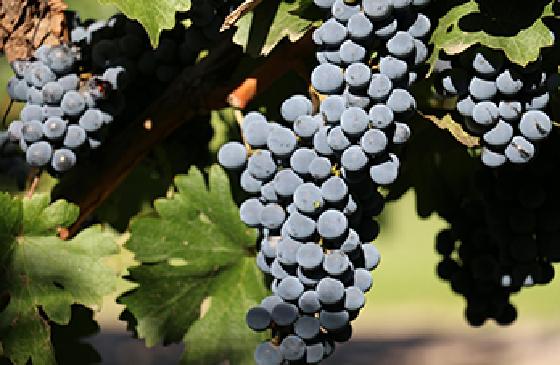  从梅卡庄园看优质国产葡萄酒品牌塑造之旅