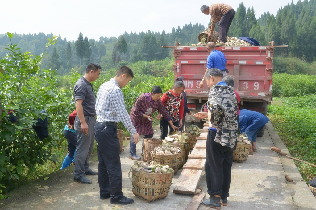 中国品牌•重庆造 | “酸溜溜”的果子甜蜜蜜的日子，潼南汇达柠檬远销世界各