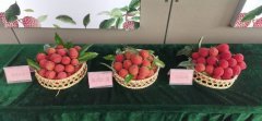 从化荔枝“出海”，每日销售量可达2000吨