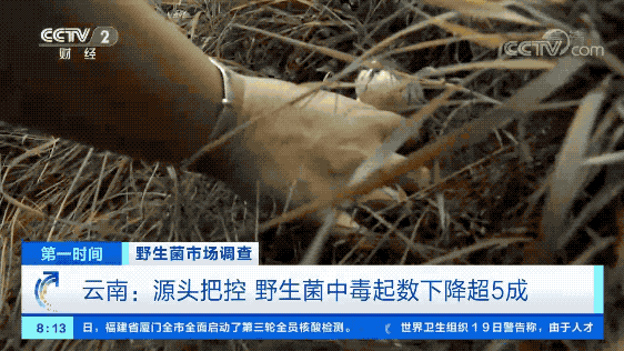 野生菌价格一路飙涨!有的卖到1300元1公斤!