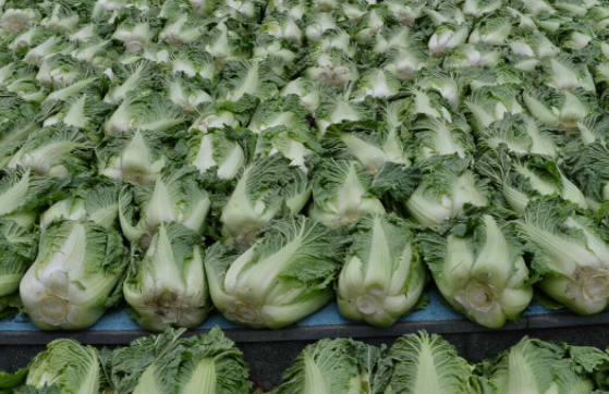 北京蔬菜供应充足，新发地大白菜日上市1100吨