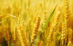 中国粮食产量连续7年超1.3万亿斤
