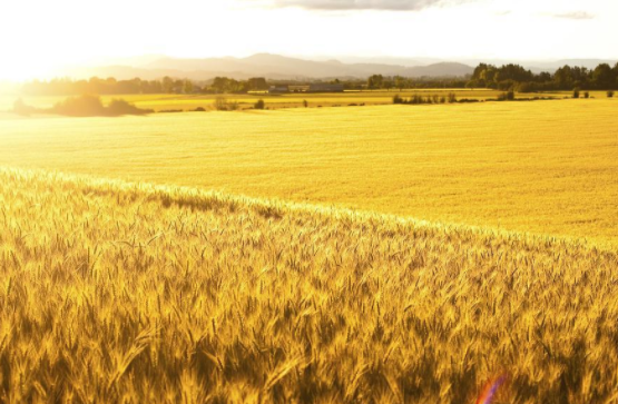 2021年河南省收获小麦质量品质信息发布会召开
