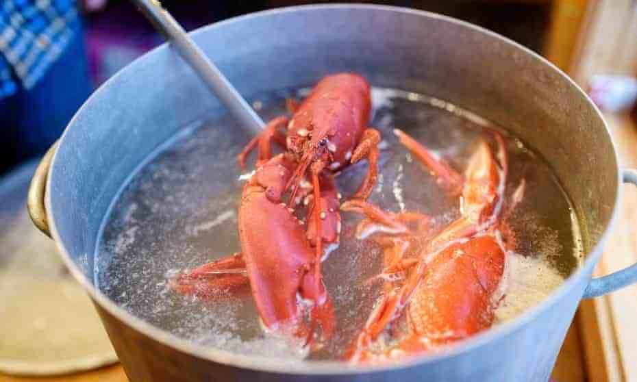 龙虾、螃蟹也会痛，禁止活煮烹饪