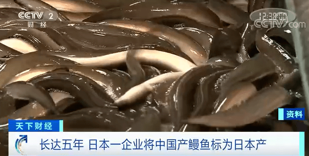 中国鳗鱼被伪造成“日本鳗鱼”，卖给日本人！