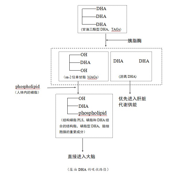 买DHA就要选sn-2的，更好吸收，真实补充才不花冤枉钱！