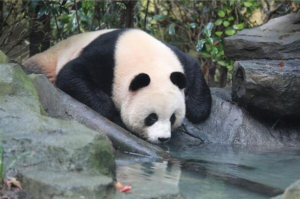 奥利奥终身认养两只同名大熊猫，号召与更多消费者一同关注可持续议题