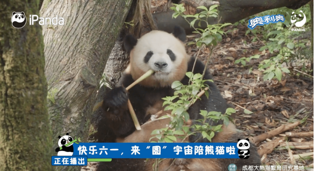 奥利奥跨界大熊猫：这波“玩在一起”的操作，浑然天成又惊喜值爆表！