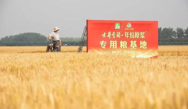 解密古井“秋酿”超级IP背后的名酒担当！