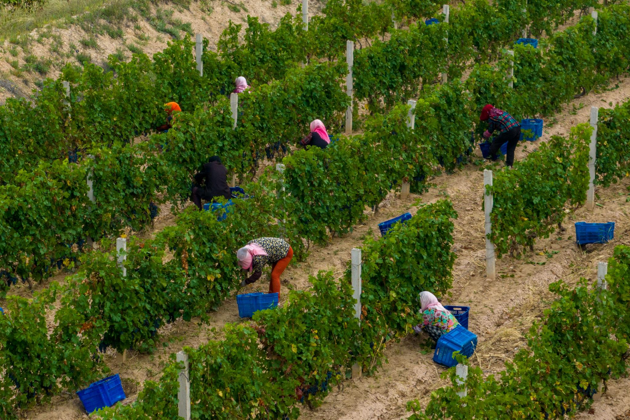 贺兰山东麓青铜峡葡萄酒产区酿酒葡萄采摘忙