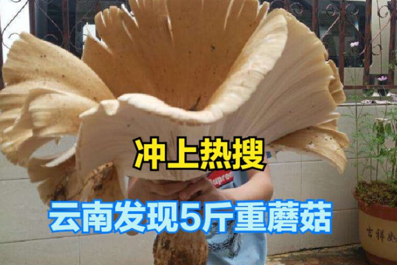 云南村民挖到5斤重的蘑菇“鸡枞王”，被抢购炸着吃了