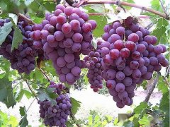 新疆阿克苏五千余亩“红宝石”葡萄迎丰收