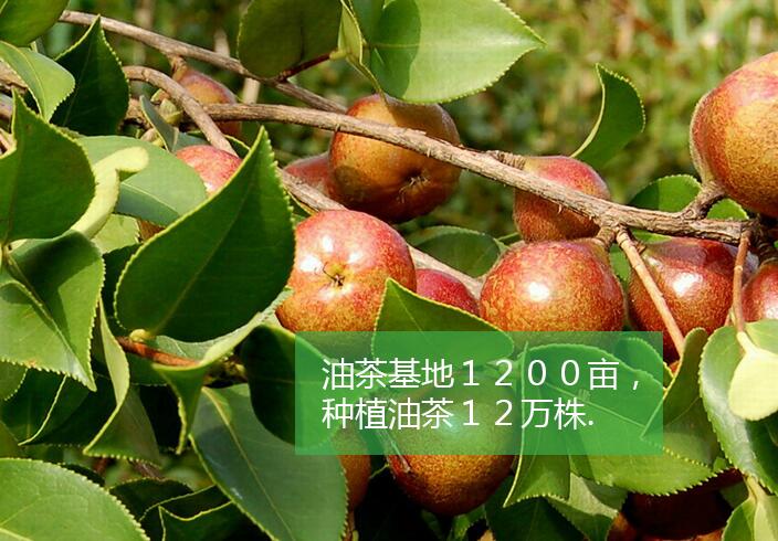 大悟县希望油茶专业合作社