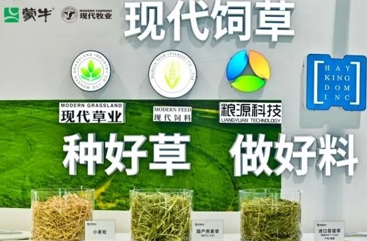 进口草用量锐减40%，现代牧业打造年省4500万的节粮“硬核方案”